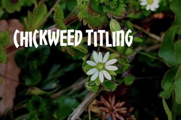 Chickweed Titling: A Strategic Choice for Impactful Headlines